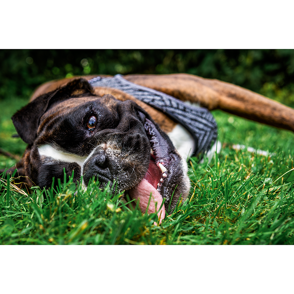 Instachew PETKIT Air Fly Dog Harness