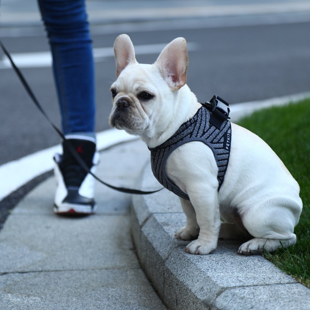 Instachew PETKIT Air Fly Dog Harness