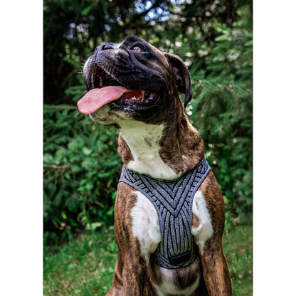 Instachew PETKIT Air Fly Dog Harness