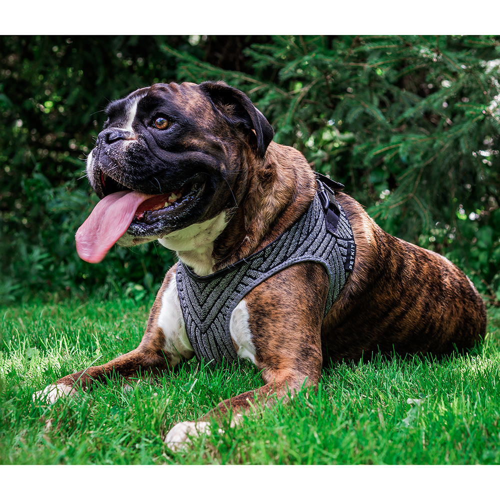 Instachew PETKIT Air Fly Dog Harness