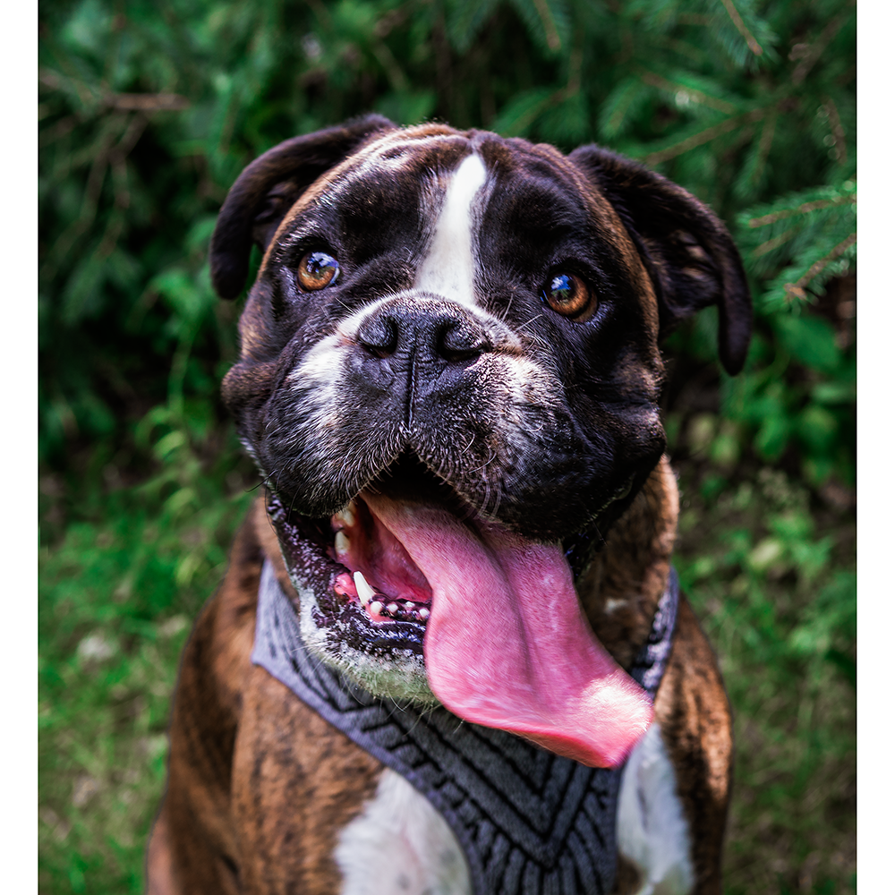 Instachew PETKIT Air Fly Dog Harness