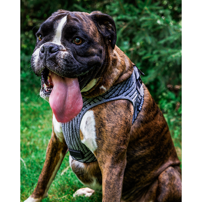 Instachew PETKIT Air Fly Dog Harness