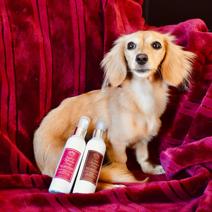 Coconut Buttercream Frosting Eau De Pooch Pet Fragrance and Hair Detangler Spray