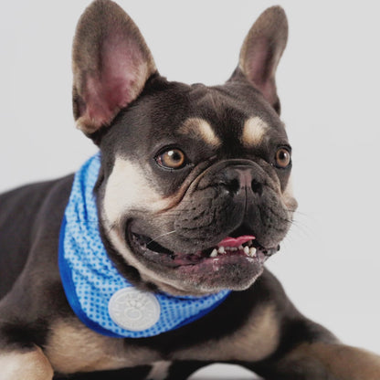 ICE BAND - Dog Cooling Bandana - Blue